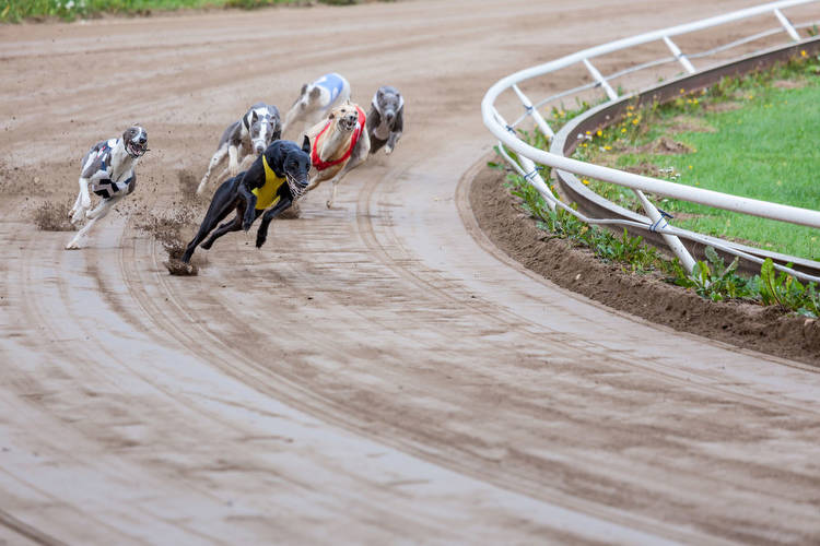 Alabama Greyhound Racetracks Back Gambling Expansion