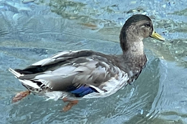 Mirage volcano duck has uncertain future on Las Vegas Strip